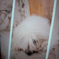 سگ گمشده حوالی وحدت