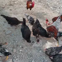 فروش مرغ وخروس