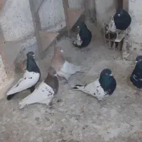 تعدادی کبوتر نرو ماده|پرنده|شیروان (خراسان), |دیوار