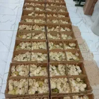 جوجه بوقلمون بیوتی