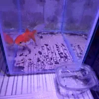 ماهی گلد فیش و ماهی گوپی|ماهی|مشهد, اروند|دیوار