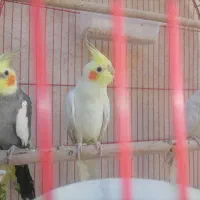 پرند عروس هلندی سخن گو