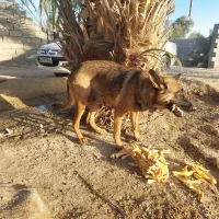 نخل خرما|گل و گیاه طبیعی|ایرانشهر, |دیوار