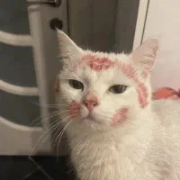 واگذاری گربه