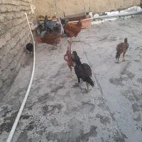 جوجه لاری