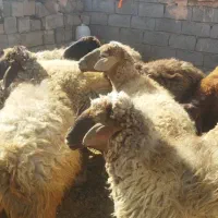 میش آبستن بره شیری رگا شده مرغ و خروس برهما