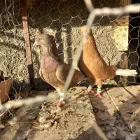 کفتر دم سفید|پرنده|فولادشهر, B5|دیوار