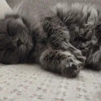 گربه نر برای جفت گیری