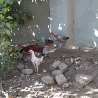 خروس محلی|حیوانات مزرعه|گیلان غرب, |دیوار