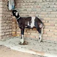 بره نر تخمی