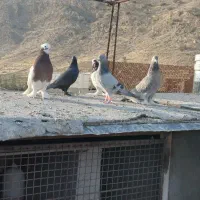 کبوتر بهبانی|پرنده|شیراز, جوادیه|دیوار
