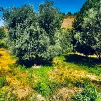 فروش ۵ قطعه باغ زیتون جاده کلتان شیرین سودارای آب|فروش دفتر صنعتی، کشاورزی، تجاری|طارم, |دیوار