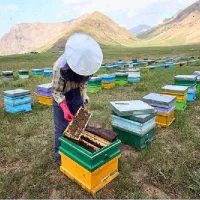 عسل سبلان|خوردنی و آشامیدنی|تهران, امیریه|دیوار