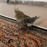 طوطی عروس|پرنده|نظرآباد, رسالت|دیوار