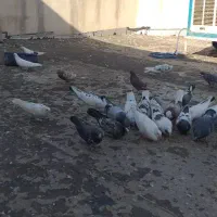 کبوتر|پرنده|ازنا, |دیوار