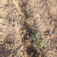 زمین کشاورزی دیم