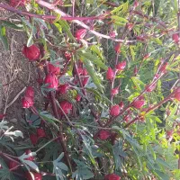 چای ترش تازه|خوردنی و آشامیدنی|تهران, شهرک علم و فناوری|دیوار