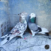 کبوتر پرشی دهنجور بشرط پرش بالا ده ساعت بضمانت