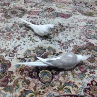 طوطی عروس هلندی مولد|پرنده|بومهن, |دیوار