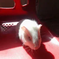 خوکچه هندی|موش و خرگوش|تبریز, |دیوار