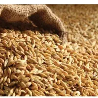 فروش جو و گندم