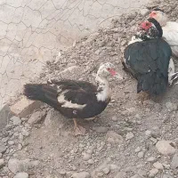 اردک اسراییلی