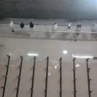 کبوتر بوم
