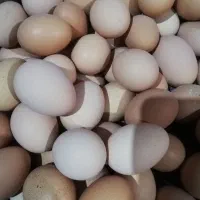 تخم‌مرغ‌محلی