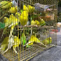 مرغ عشق|پرنده|دوگنبدان, |دیوار