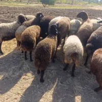 بره قوچ هتروزیگوت