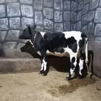 گوساله ماده هلشتاین|حیوانات مزرعه|فارسان, |دیوار