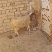 گوسفند نر