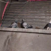 کبوتر|حیوانات|تهران, اختیاریه|دیوار