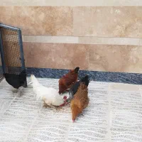 مرغ تخم گذار. درجه یک