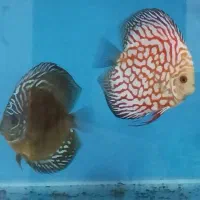 فروش دیسکس مولد