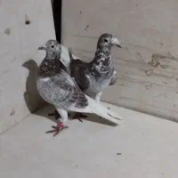 کفتر|پرنده|مشهد, فرخد|دیوار