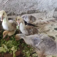 حیوانات مزرعه