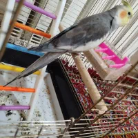 عروس هلندی|پرنده|قم, شهرک مهدیه|دیوار