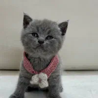 گربه بریتیش و اسکاتیش