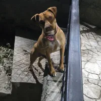 بیت بول یکساله