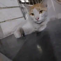 گربه گم شده تو خیابان هاشمی