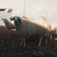 ۵عدد گوسفند دامازدیخ|حیوانات مزرعه|ارشق, |دیوار