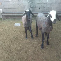 بره قوچی همو هترو شال