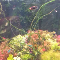 فروش گیاه اکواریومی|ماهی|ملایر, |دیوار