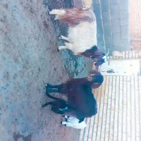 دوتا بز بزغاله دار چهار دندون ... میش و بره ،قوچ