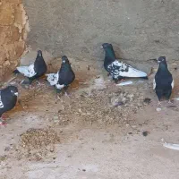 سینه دم سیاه