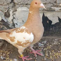 کارل پلاکی ماده|پرنده|وحدتیه, |دیوار