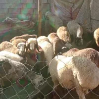 20جفت بره خوب|حیوانات مزرعه|سپیدان, |دیوار