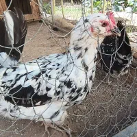 مرغ گلین