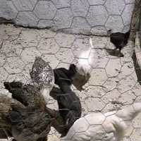 جوجه محلی|حیوانات مزرعه|لیکک, |دیوار